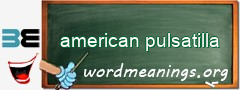 WordMeaning blackboard for american pulsatilla